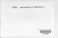 Aposphaeria kansensis image
